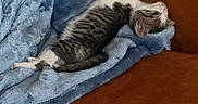 Siris joined the competition — help win amazing prizes! cat, tabby, sleeping, blanket, blue_blanket, couch, brown_couch, indoor, pet, feline, relaxed, cozy, fur, resting, animal, domestic_cat, comfortable, home, soft_texture, nap