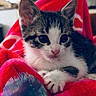 Siris is registered to the contest to win money with this photo: kitten, cat, pet, animal, cute, indoor, blanket, red, fur, whiskers, young, small, cozy, relaxed, tabby, white, black, paws, closeup, portrait