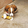 Sparky is registered to the contest to win money with this photo: puppy, dog, bone, chewing, concrete_floor, wall, fluffy, brown_and_white, pet, animal, cute, young_dog, collar, paw, indoor, playing, resting, canine, small_dog, focused