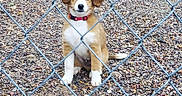 Sparky joined the competition — help win amazing prizes! puppy, dog, collar, fence, chain_link_fence, gravel, outdoor, pet, animal, sitting, brown_and_white, young_dog, looking, curious, calm, fur, ears, tail, front_legs, ground