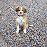 puppy, dog, collar, fence, chain_link_fence, gravel, outdoor, pet, animal, sitting, brown_and_white, young_dog, looking, curious, calm, fur, ears, tail, front_legs, ground