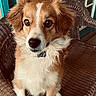 Sparky joined the competition — help win amazing prizes! dog, fluffy, wicker_chair, porch, brown_and_white, pet, animal, ears, eyes, nose, fur, sitting, collar, curious, indoor, home, close_up, portrait, canine, cute