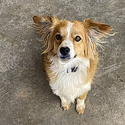 Sparky joined the competition — help win amazing prizes! dog, pet, animal, looking_up, ears_up, fluffy, concrete_floor, brown_and_white, outdoor, canine, adorable, fur, collar, standing, ears, cute, alert, waiting, companion, friendly