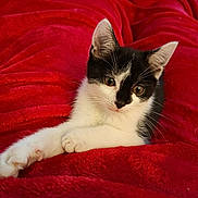 Banjo participe au concours pour gagner de l'argent avec cette photo : kitten, cat, black_and_white, pet, animal, feline, cute, young, indoor, resting, soft, fur, whiskers, blanket, red, cozy, relaxed, portrait, close_up, curious