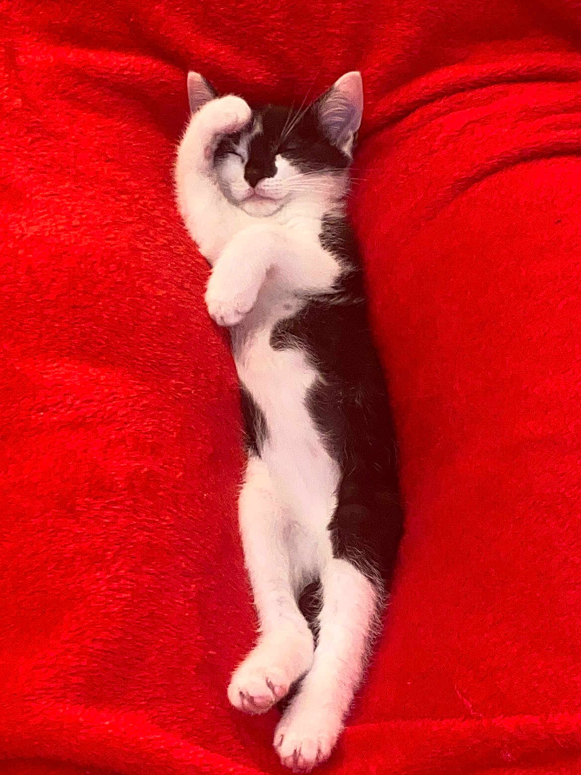 Banjo participe au concours pour gagner de l'argent avec cette photo : cat, kitten, sleeping, black_and_white, fur, paw, relaxed, cute, pet, animal, feline, cozy, red_blanket, soft_texture, resting, adorable, indoor, closeup, young, peaceful