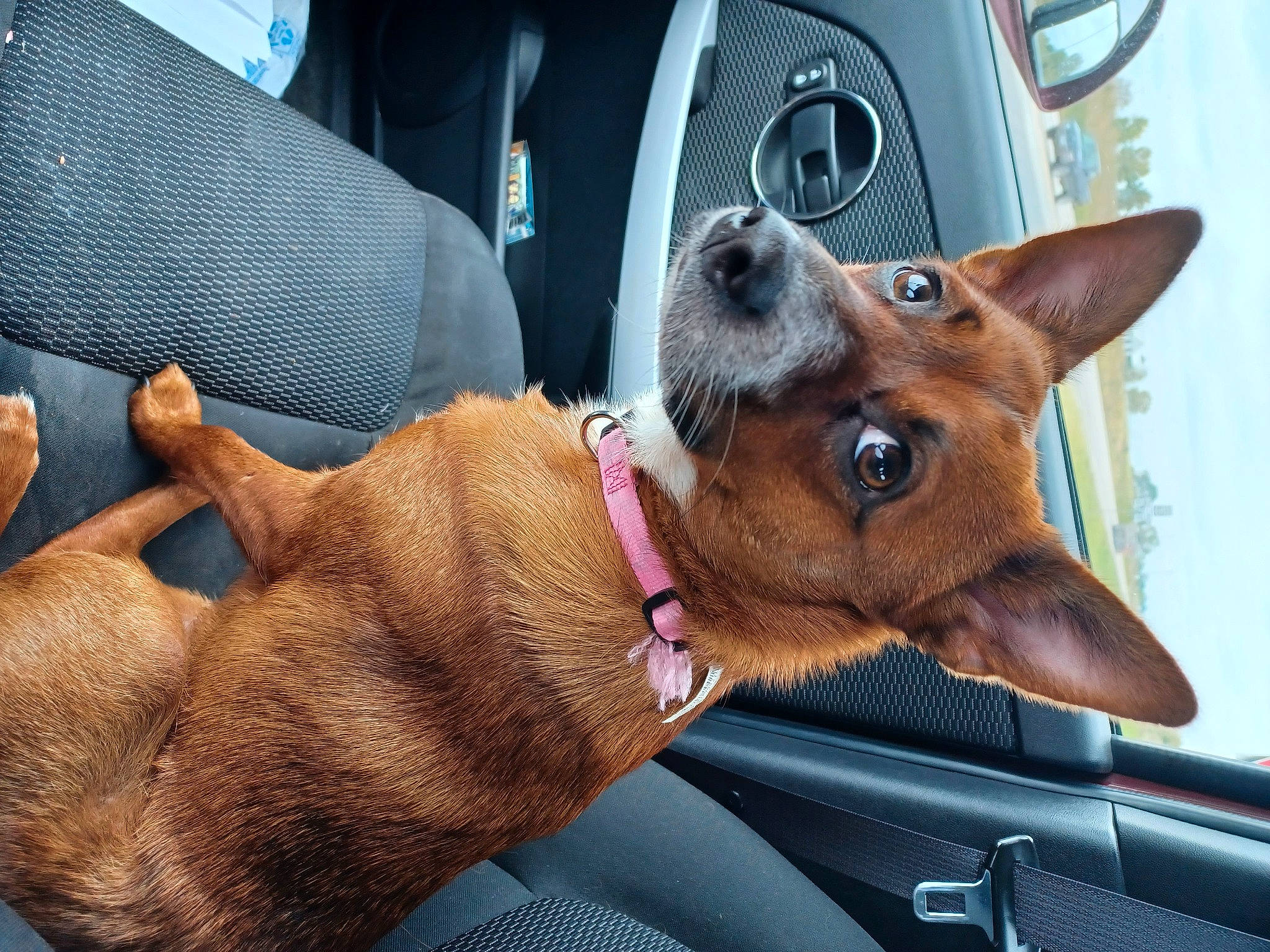 Sydney joined the competition — help win amazing prizes! auto_part, car, car_seat, carnivore, collar, companion_dog, dog, dog_breed, dog_collar, ear, fawn, liver, snout, sporting_group, steering_wheel, vehicle, vehicle_door, whiskers, windshield, working_animal