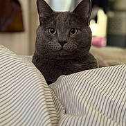 Sheldon joined the competition — help win amazing prizes! cat, gray_cat, pet, feline, indoor, striped_blanket, closeup, animal, fur, whiskers, ears, eyes, bedroom, cozy, soft, portrait, domestic_cat, mammal, resting, curious