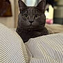 cat, gray_cat, pet, feline, indoor, striped_blanket, closeup, animal, fur, whiskers, ears, eyes, bedroom, cozy, soft, portrait, domestic_cat, mammal, resting, curious