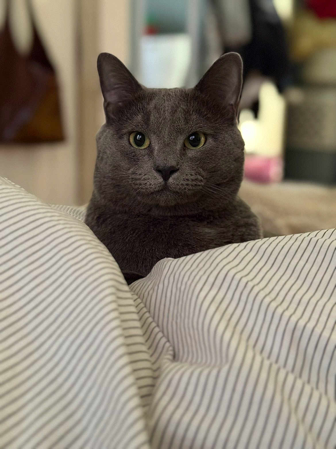 Sheldon joined the competition — help win amazing prizes! cat, gray_cat, pet, feline, indoor, striped_blanket, closeup, animal, fur, whiskers, ears, eyes, bedroom, cozy, soft, portrait, domestic_cat, mammal, resting, curious