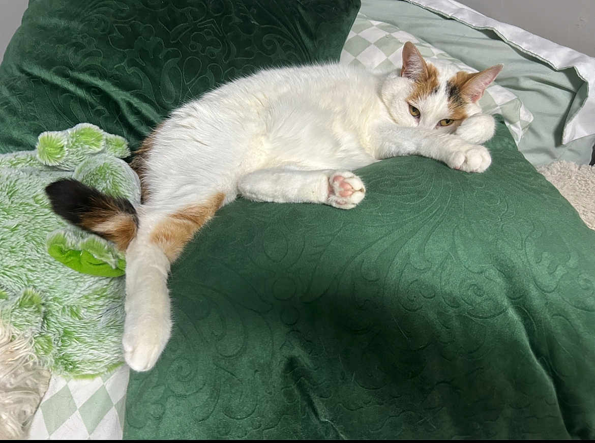 Bella is registered to the contest to win money with this photo: cat, white_cat, orange_spot, green_pillow, stuffed_toy, plush_toy, bed, blanket, relaxed, resting, indoor, pet, fur, paw, sleepy, cozy, domestic_animal, cute, animal, feline