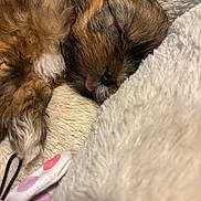 Bailey Sloan joined the competition — help win amazing prizes! adorable, animal, blanket, brown_fur, close_up, companion, cozy, cute, fluffy, fur, indoors, nap, pet, puppy, resting, sleeping, soft_texture, tongue_out, white_fur, young_dog