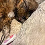 adorable, animal, blanket, brown_fur, close_up, companion, cozy, cute, fluffy, fur, indoors, nap, pet, puppy, resting, sleeping, soft_texture, tongue_out, white_fur, young_dog