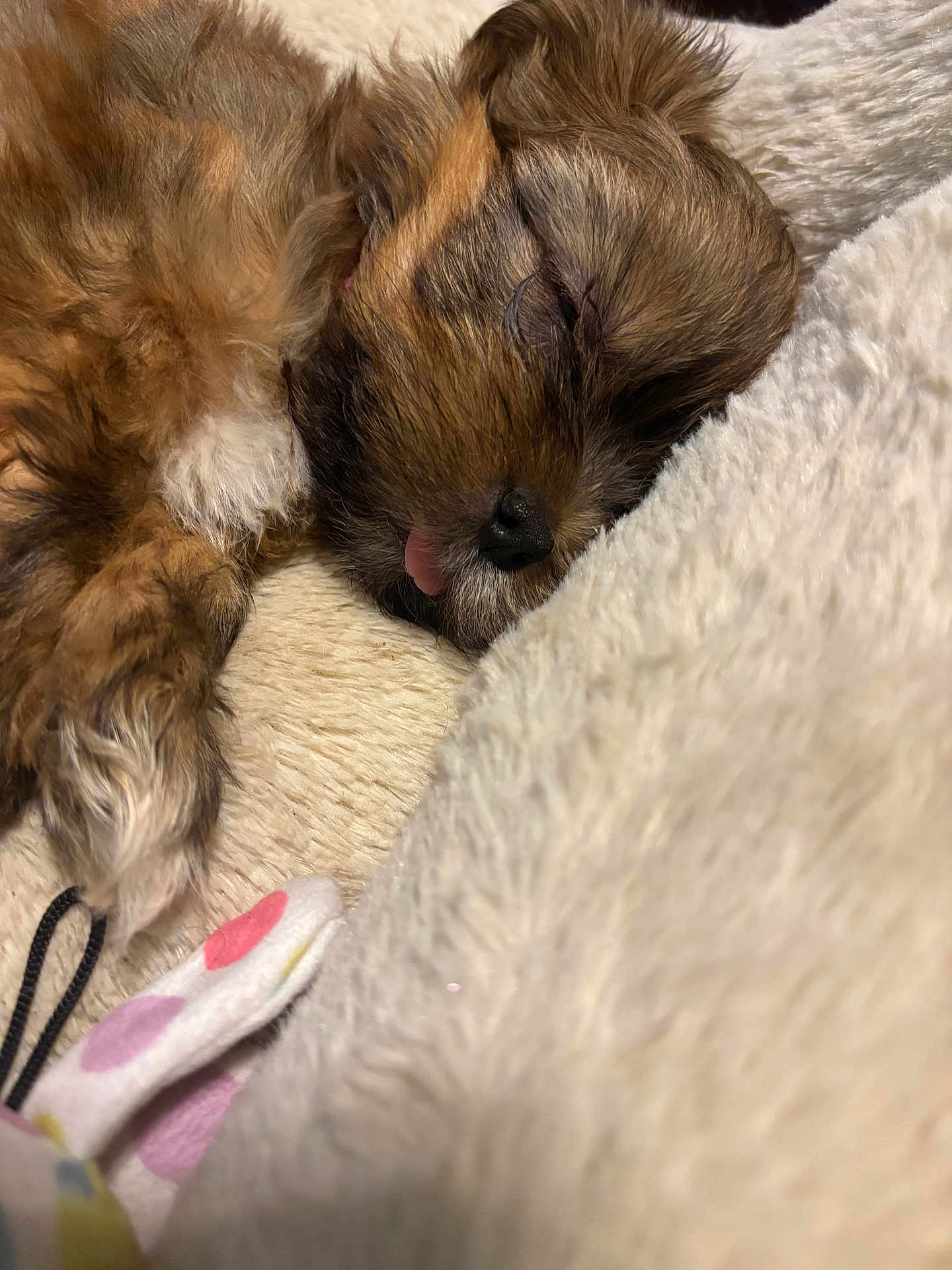 Bailey Sloan joined the competition — help win amazing prizes! adorable, animal, blanket, brown_fur, close_up, companion, cozy, cute, fluffy, fur, indoors, nap, pet, puppy, resting, sleeping, soft_texture, tongue_out, white_fur, young_dog