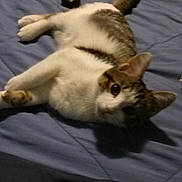Molly joined the competition — help win amazing prizes! cat, feline, gray_and_white, pet, animal, lying_down, relaxed, playful, bed, bedroom, blanket, blue_bedding, belly_up, paws, tail, ears, whiskers, indoor, remote_control, cozy