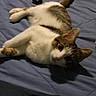 cat, feline, gray_and_white, pet, animal, lying_down, relaxed, playful, bed, bedroom, blanket, blue_bedding, belly_up, paws, tail, ears, whiskers, indoor, remote_control, cozy