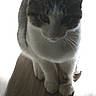 Molly is registered to the contest to win money with this photo: cat, feline, pet, animal, sitting, sleepy, eyes_closed, whiskers, paws, fur, gray_fur, white_fur, tabby, portrait, close_up, indoors, wooden_floor, backlighting, cute, calm