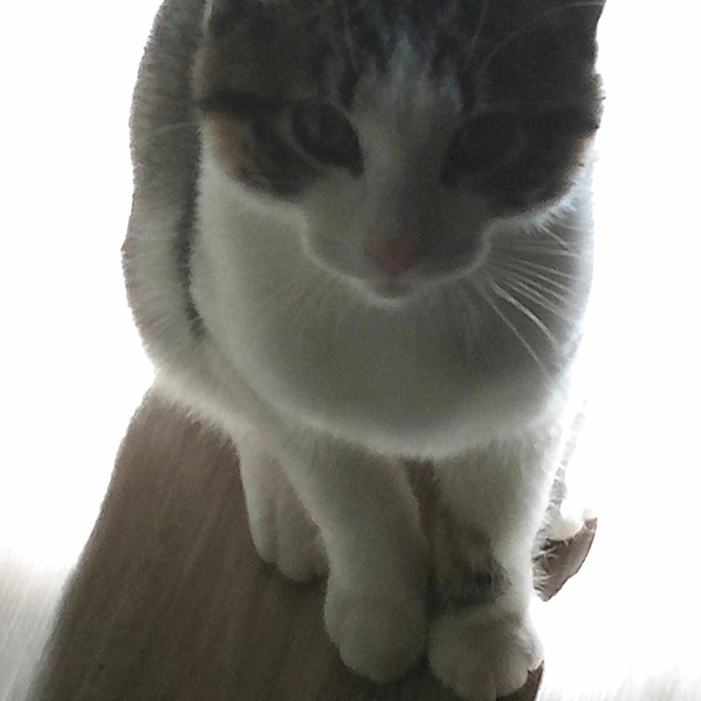 Molly