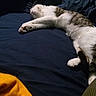 Molly is registered to the contest to win money with this photo: cat, feline, sleeping, relaxed, lying_down, stretching, white_fur, gray_fur, tabby, paws, whiskers, closed_eyes, bed, bedding, blanket, cozy, indoors, home, portrait, nap