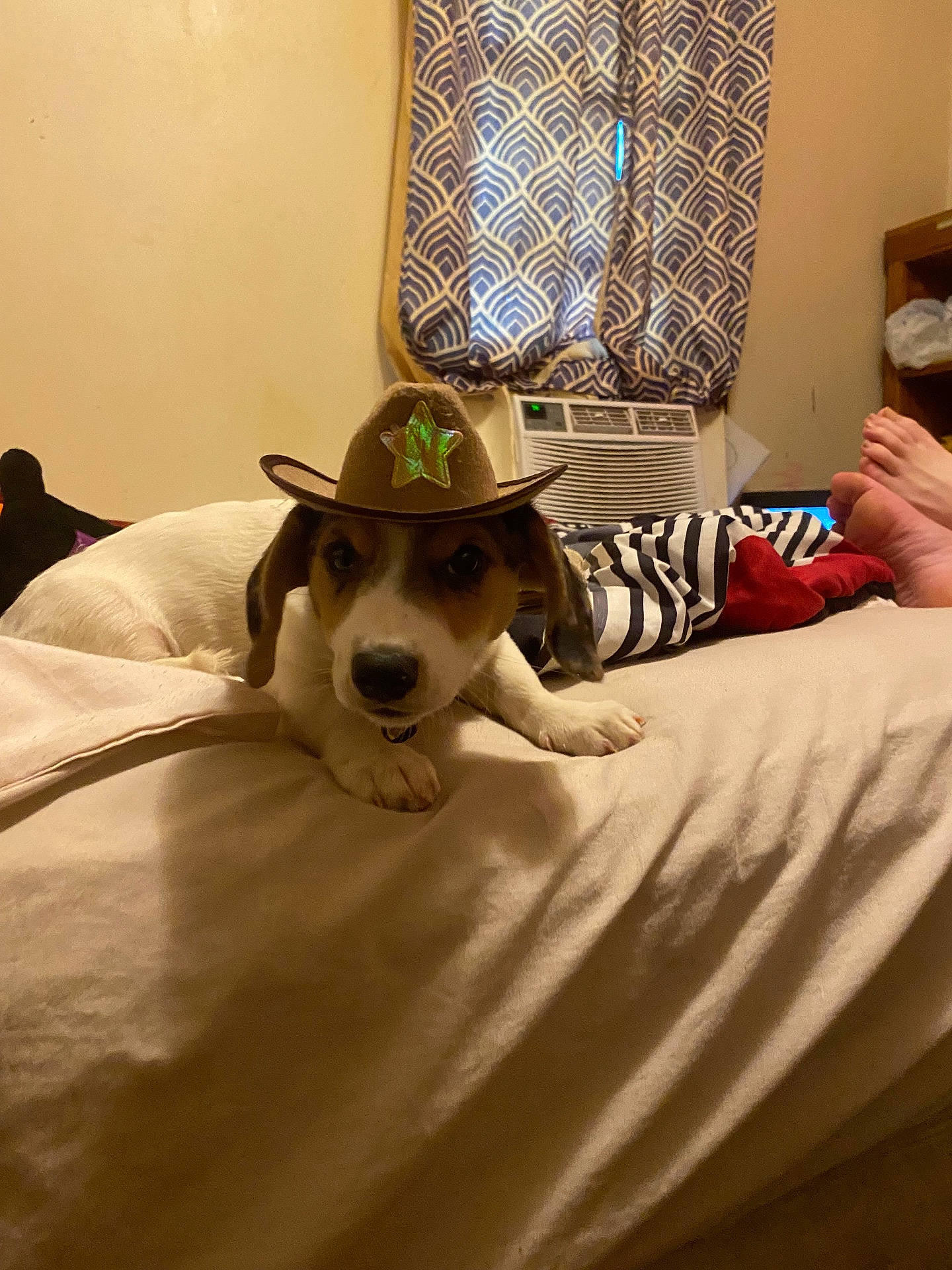 adult, animal, baby, bed, canine, clothing, couch, dog, face, female, furniture, hat, head, hound, person, pet, photography, portrait, puppy, woman