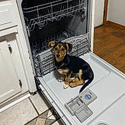 Lenny joined the competition — help win amazing prizes! puppy, dog, dishwasher, kitchen, floor, tile, appliance, pet, animal, curious, black_and_tan, cabinet, door, open, indoor, young, cute, small, sitting, looking