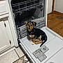 animal, appliance, black_and_tan, cabinet, curious, cute, dishwasher, dog, door, floor, indoor, kitchen, looking, open, pet, puppy, sitting, small, tile, young