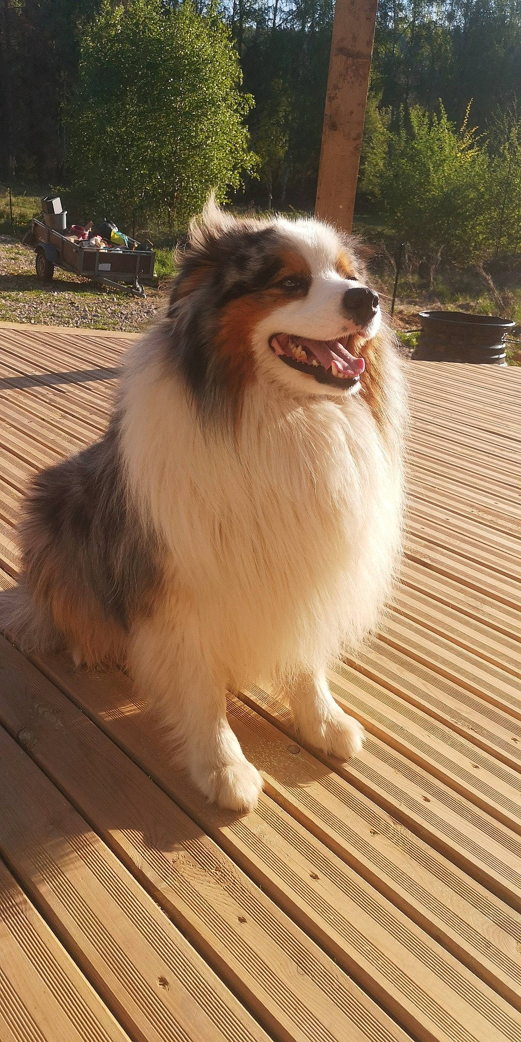 Maska participe au concours pour gagner de l'argent avec cette photo : australian_shepherd, border_collie, canidae, carnivore, collie, companion_dog, dog, dog_breed, fawn, herding_dog, mammal, miniature_australian_shepherd, phalene, rough_collie, scotch_collie, shetland_sheepdog, sporting_group, vertebrate