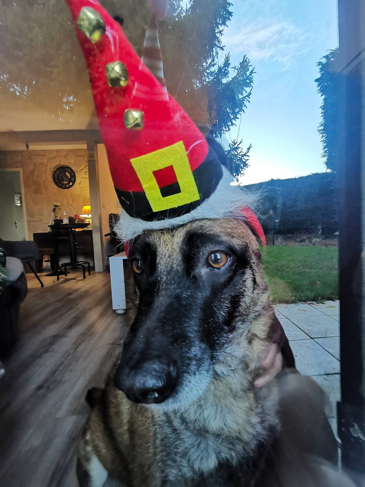 Fauve a rejoint le concours — aidez-le/la à gagner de superbes lots ! canidae, carnivore, collar, companion_dog, dog, dog_breed, dog_supply, party_hat, party_supply, pet_supply, snout, sporting_group, whiskers, working_animal, working_dog