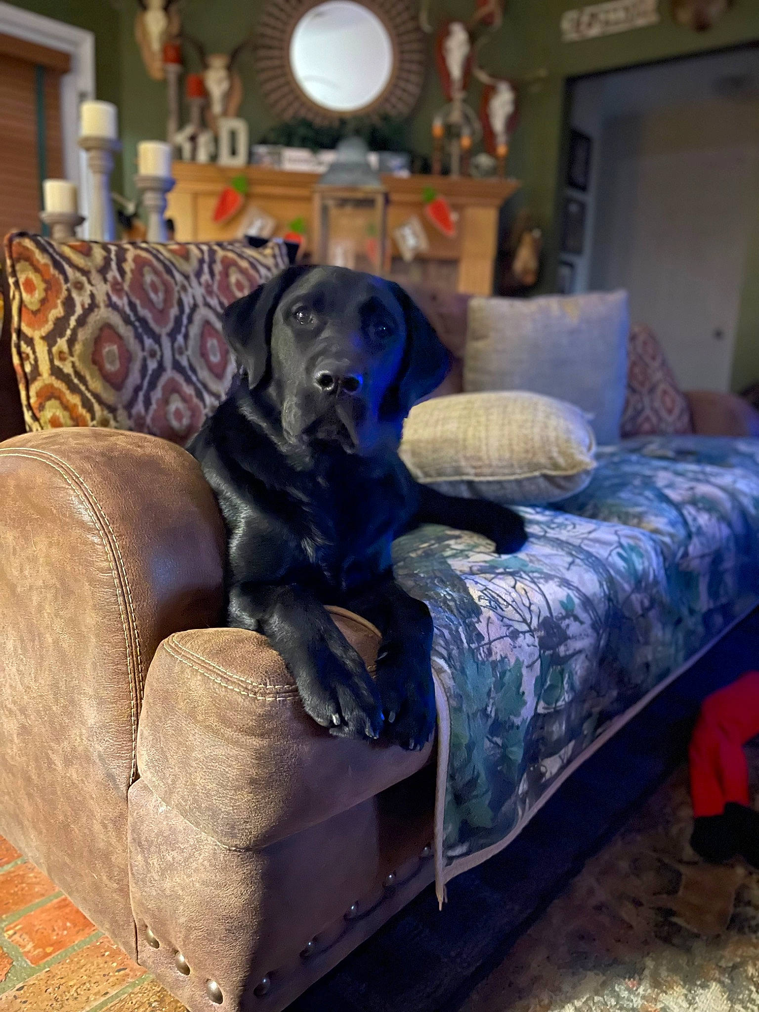 Cooper joined the competition — help win amazing prizes! carnivore, chair, comfort, companion_dog, couch, dog, dog_breed, fawn, flooring, furniture, grey, hardwood, interior_design, linens, living_room, picture_frame, room, studio_couch, wood, working_animal