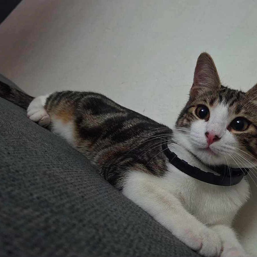 Zelda participe au concours pour gagner de l'argent avec cette photo : animal, cat, closeup, collar, curious, cute, domestic_cat, ears, feline, fur, gray_surface, indoor, looking, paws, pet, resting, striped, tabby, whiskers, young_cat