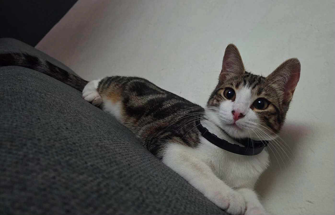 Zelda participe au concours pour gagner de l'argent avec cette photo : cat, tabby, pet, animal, collar, indoor, feline, resting, gray_surface, curious, whiskers, ears, paws, closeup, domestic_cat, looking, young_cat, striped, cute, fur