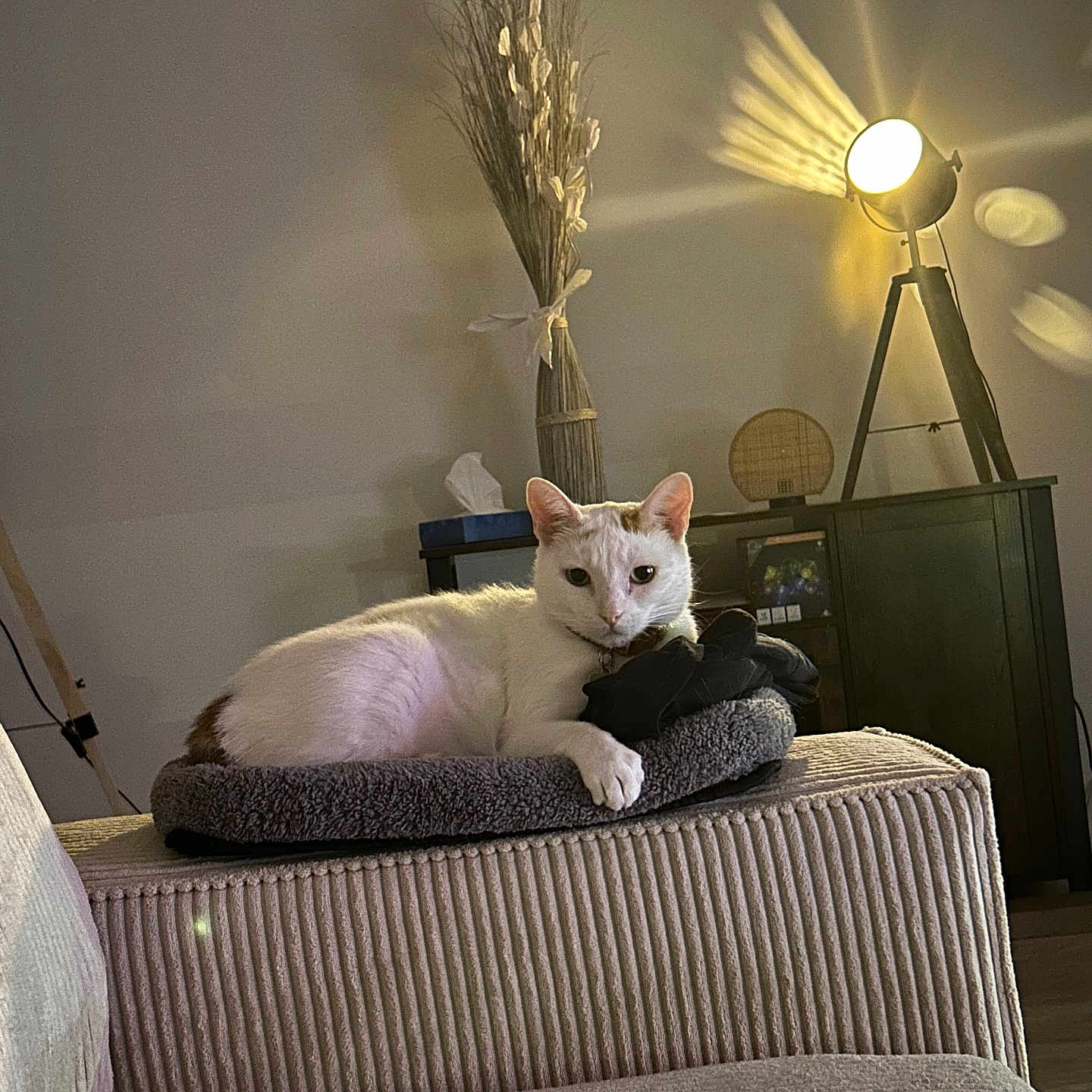 Choupa a rejoint le concours — aidez-le/la à gagner de superbes lots ! animal, architecture, building, canine, cat, chair, couch, cushion, dog, furniture, homedecor, indoors, interiordesign, lamp, lighting, livingroom, pet, plant, pottedplant, room