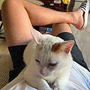 Choupa a rejoint le concours — aidez-le/la à gagner de superbes lots ! adult, animal, cat, computer, computerhardware, couch, electronics, face, female, furniture, hardware, head, laptop, monitor, pc, person, pet, screen, tv, woman