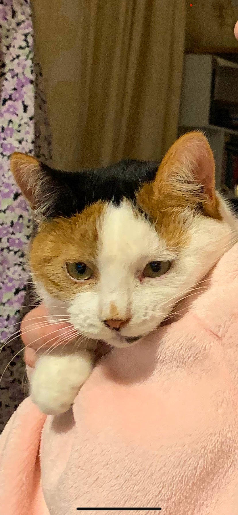 Moonface is registered to the contest to win money with this photo: carnivore, cat, claw, domestic_short_haired_cat, ear, eye, fawn, felidae, fur, paw, shelf, small_to_medium_sized_cats, snout, tail, terrestrial_animal, whiskers