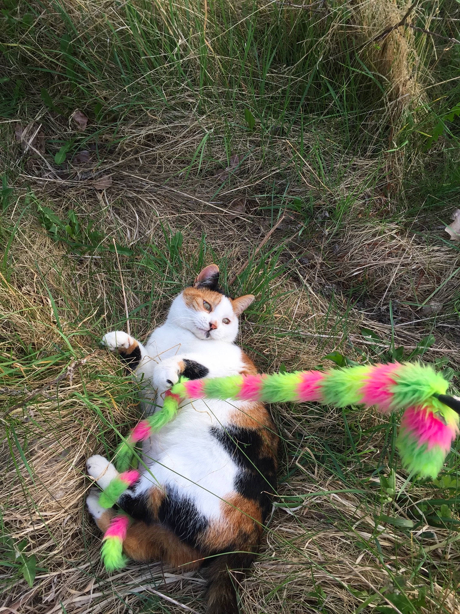 Moonface joined the competition — help win amazing prizes! canidae, carnivore, cat, companion_dog, dog_breed, fawn, felidae, fur, grass, grassland, herding_dog, plant, small_to_medium_sized_cats, soil, sporting_group, tail, terrestrial_animal, trail, whiskers, wildlife