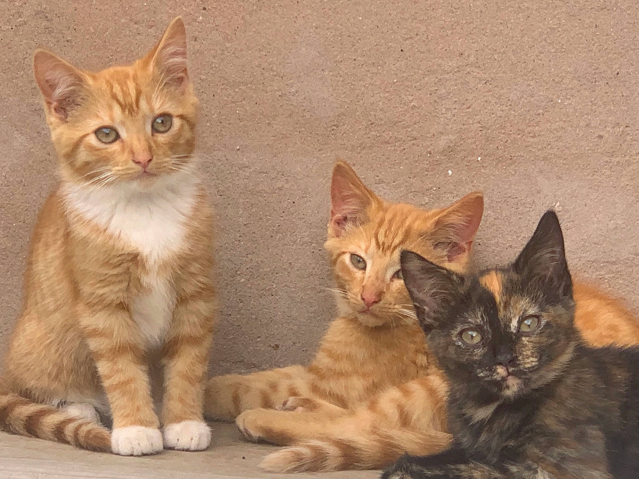 Betty Brian And Lottie