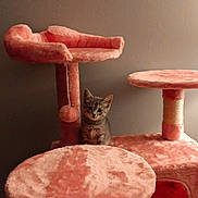 Lilly joined the competition — help win amazing prizes! kitten, cat, cat_tree, pink, plush, indoor, pet, feline, curious, young_animal, toy, scratching_post, cozy, animal, playful, small, cute, furniture, domestic_animal, portrait
