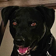 Joshua is registered to the contest to win money with this photo: animal, background, black_dog, bottle, canine, closeup, collar, container, dog, ears, face, fur, happy, indoor, metal_chain, pet, shelf, smiling, teeth, tongue