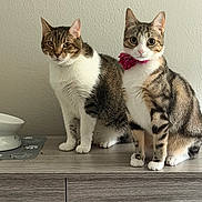 Toby And Tilly is registered to the contest to win money with this photo: cat, tabby_cat, pet, indoor, feline, collar, flower_collar, wooden_dresser, feeding_bowl, paw_print_mat, two_cats, striped_fur, white_fur, curious, sitting, domestic_animal, animal_companion, close_up, wall, furniture