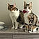Toby And Tilly