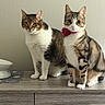 cat, tabby_cat, pet, indoor, feline, collar, flower_collar, wooden_dresser, feeding_bowl, paw_print_mat, two_cats, striped_fur, white_fur, curious, sitting, domestic_animal, animal_companion, close_up, wall, furniture