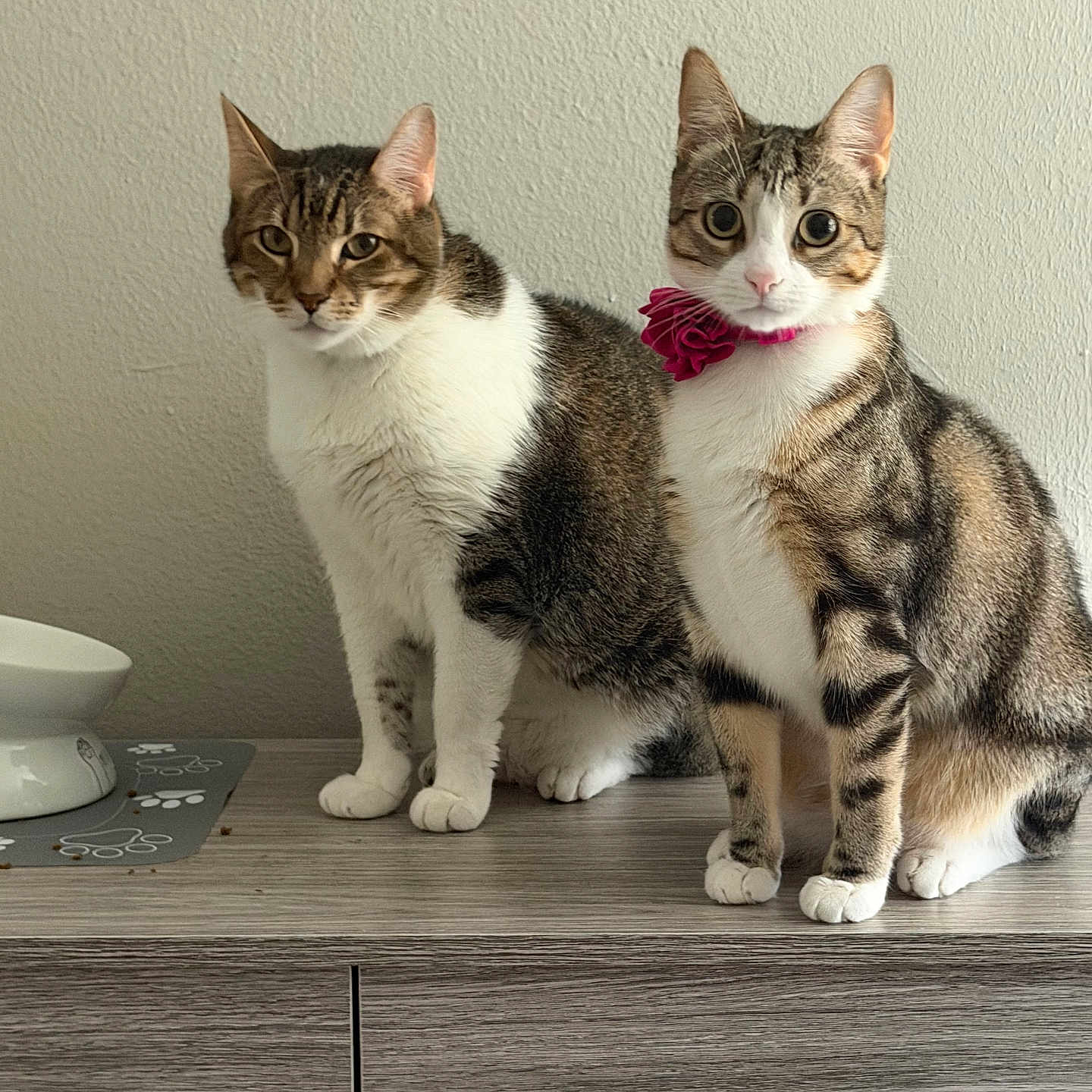 Toby And Tilly is registered to the contest to win money with this photo: cat, tabby_cat, pet, indoor, feline, collar, flower_collar, wooden_dresser, feeding_bowl, paw_print_mat, two_cats, striped_fur, white_fur, curious, sitting, domestic_animal, animal_companion, close_up, wall, furniture