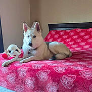 Kya is registered to the contest to win money with this photo: dog, bed, blanket, stuffed_toy, indoor, pet, white_dog, red, heart_pattern, relaxing, furniture, living_space, window, natural_light, collar, domestic_animal, home, resting, toy, canine