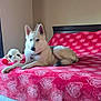 dog, bed, blanket, stuffed_toy, indoor, pet, white_dog, red, heart_pattern, relaxing, furniture, living_space, window, natural_light, collar, domestic_animal, home, resting, toy, canine