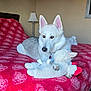Kya joined the competition — help win amazing prizes! dog, bed, blanket, plush_toy, indoor, lamp, red, white, gray, furniture, pet, animal, cozy, resting, carpet, collar, ears, paw, portrait, home