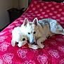 Kya is registered to the contest to win money with this photo: dog, bed, blanket, stuffed_toy, indoor, furniture, red, white, animal, pet, resting, cozy, plush, fur, comfort, domestic, cute, relaxed, lying_down, toy