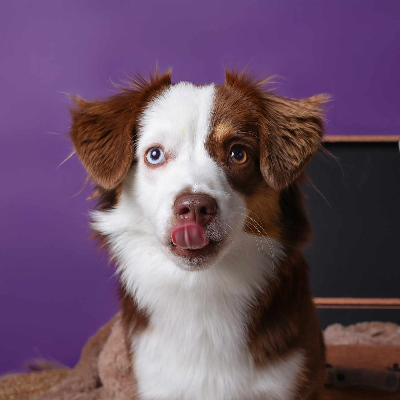Eila participe au concours pour gagner de l'argent avec cette photo : dog, puppy, australian_shepherd, portrait, close_up, heterochromia, blue_eye, brown_eye, tongue_out, floppy_ears, brown_fur, white_fur, purple_background, indoor, blanket, luggage, chest, studio_lighting, cute, looking_at_camera