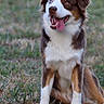Eila a rejoint le concours — aidez-le/la à gagner de superbes lots ! dog, puppy, australian_shepherd, brown_and_white, fluffy, long_hair, sitting, outdoor, grass, park, portrait, pet, animal, canine, happy, smiling, tongue_out, open_mouth, blue_eye, nature