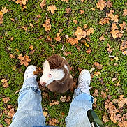 Eila participe au concours pour gagner de l'argent avec cette photo : puppy, dog, pet, animal, fluffy, brown_and_white, grass, leaves, autumn, outdoors, nature, sneakers, shoes, jeans, legs, top_down_view, portrait, cute, companion, walking