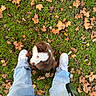 puppy, dog, pet, animal, fluffy, brown_and_white, grass, leaves, autumn, outdoors, nature, sneakers, shoes, jeans, legs, top_down_view, portrait, cute, companion, walking