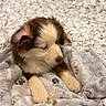 puppy, dog, pet, animal, fluffy, brown_and_white, portrait, lying_down, blanket, bed, bedroom, cozy, cute, sleepy, face, ears, paws, indoor, home, photography